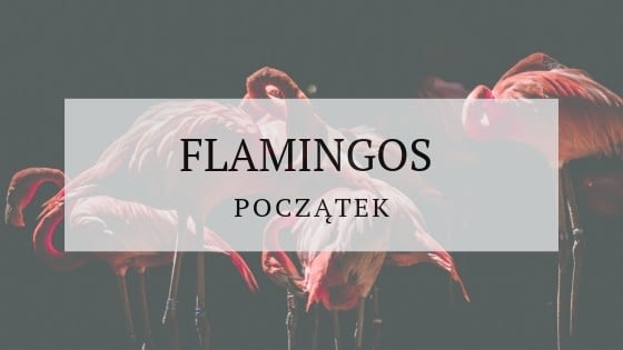 Flamingos początek